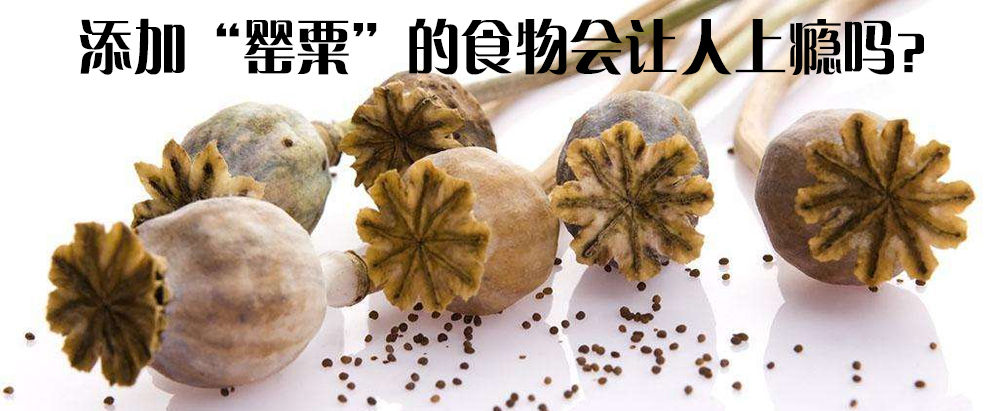 添加“罂粟”的食物会让人上瘾吗？