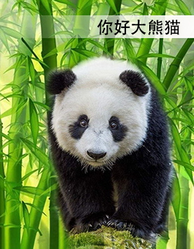 你好大熊猫